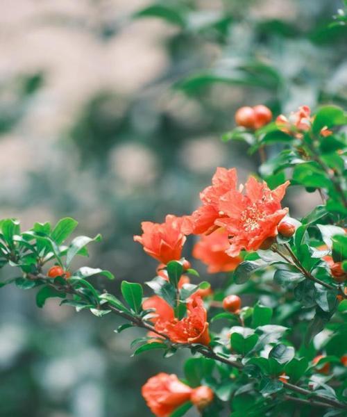 哪种花的花语代表了屈服的心情？它是什么？