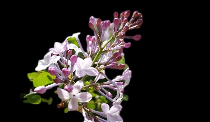 大气球五瓣花的花语有何特别之处？
