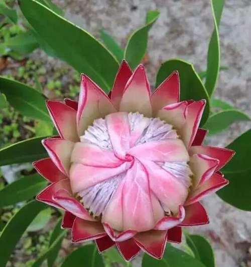 哪种花的花语是高贵如神明？它传递了怎样的信息？