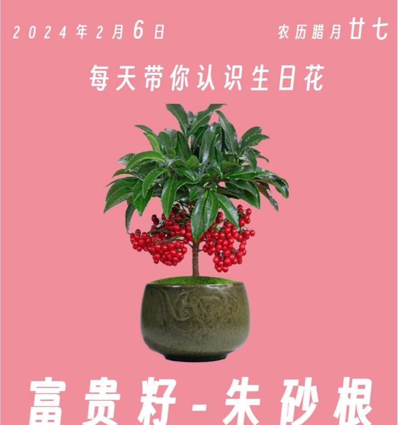 如何通过花语表达贵气？