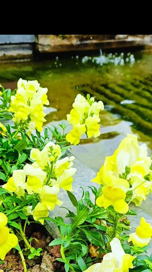 无名无分的花语代表什么？这种花象征着什么？