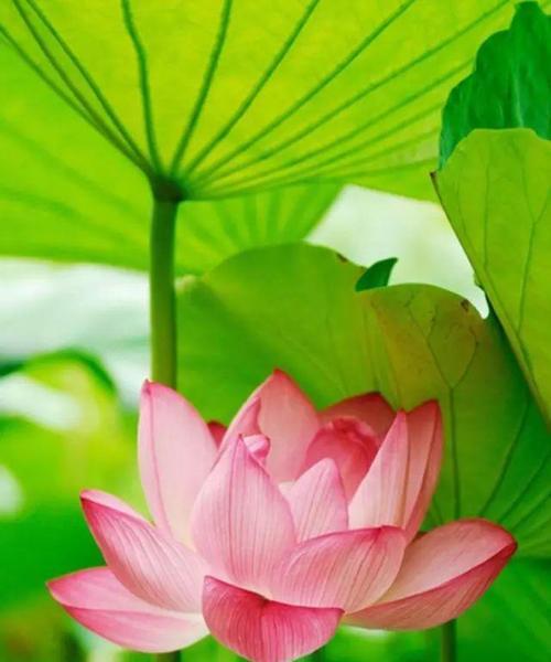 献给佛的鲜花花语是什么？