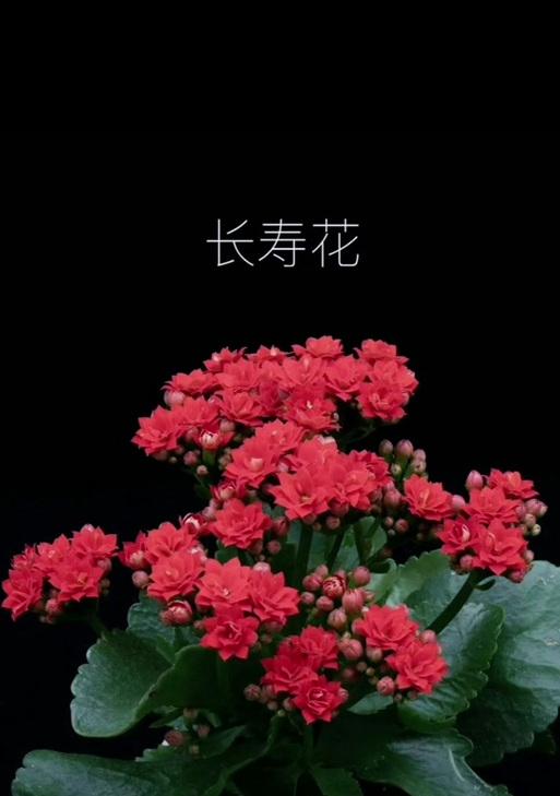 献给佛的鲜花花语是什么？