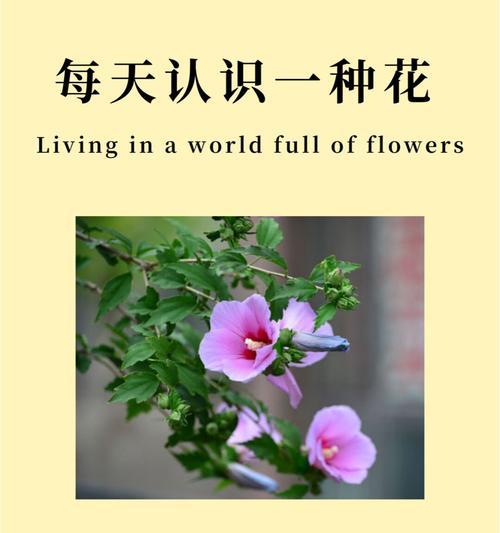 木棉种子的花语代表什么？