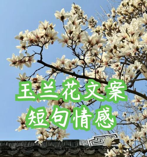 皮卡花的花语是什么？它代表了怎样的情感或信息？