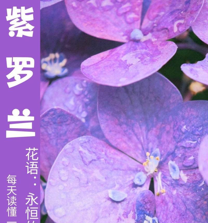 紫色花语通常代表什么？它有哪些特别的含义？