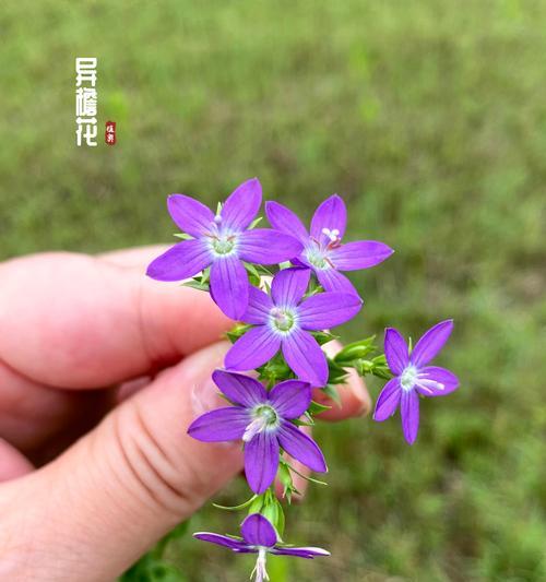紫色花语通常代表什么？它有哪些特别的含义？
