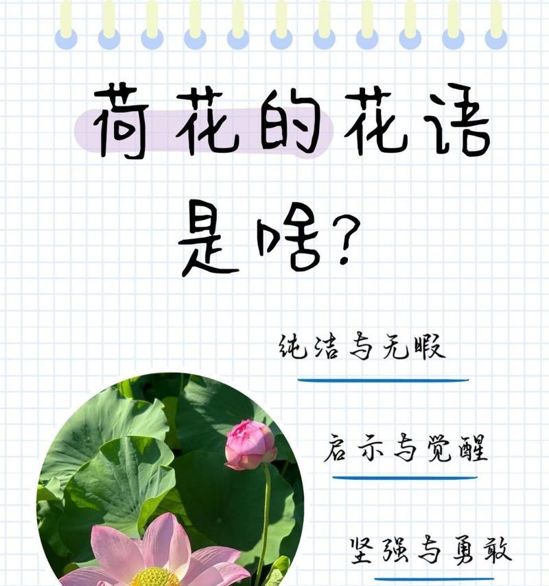 无花草的寓意和花语是什么？