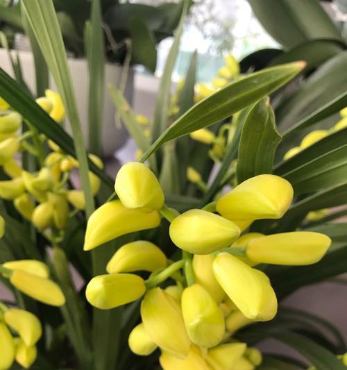无花草的寓意和花语是什么？