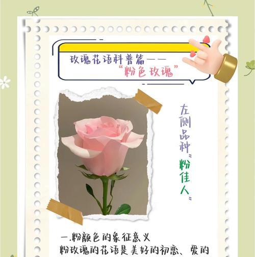 每一枝玫瑰都有什么特别的花语？
