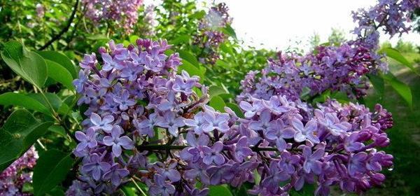 丁香结的花语象征意义是什么？它代表了什么？