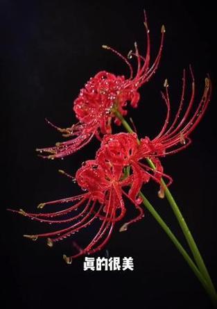无法相见的花语是什么意思？无法相见时的花语有哪些？