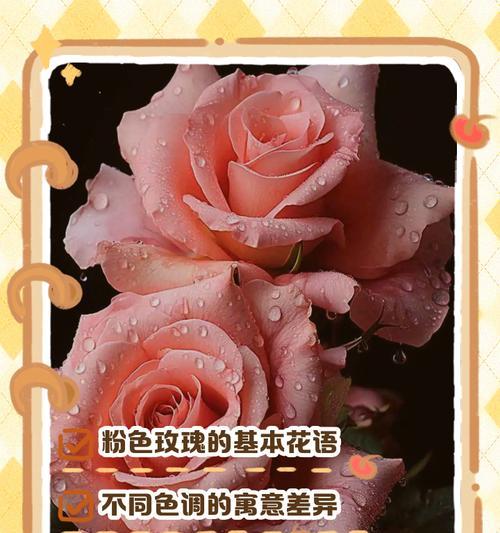 玫瑰花跨年有什么特别的寓意吗？