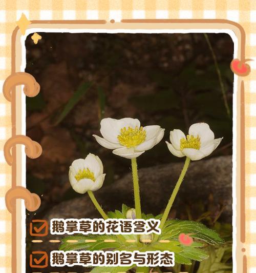 如何选择独特的花语？