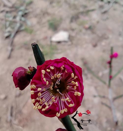 乌梅花的花语寓意有何特别之处？