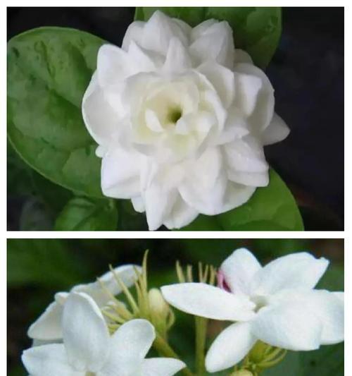茉莉花的骄傲花语有何含义？茉莉花语如何表达骄傲？