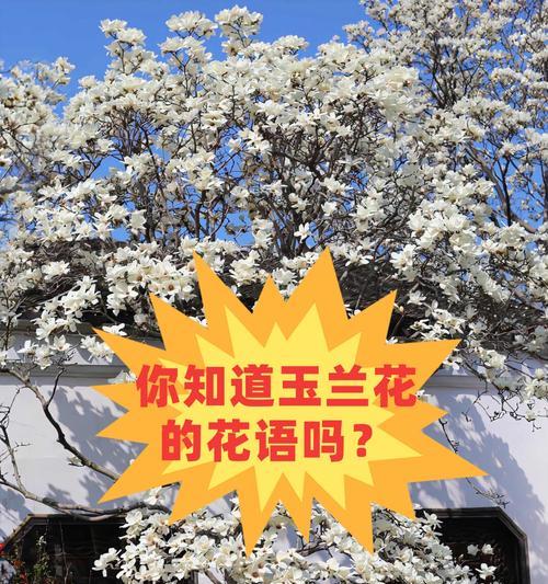 玉兰花语送妈妈是什么？玉兰花代表什么？
