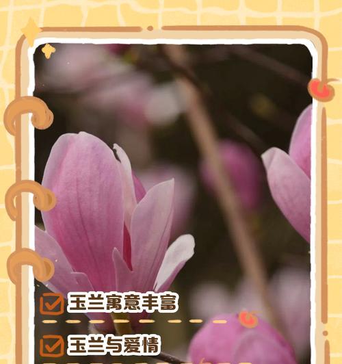 玉兰花语送妈妈是什么？玉兰花代表什么？