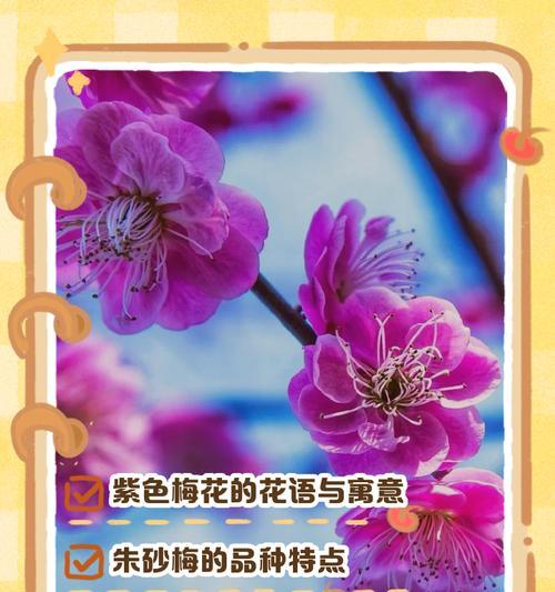 梅花语表达的意思是什么？梅花代表了哪些寓意？