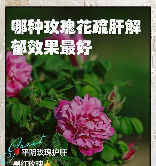 玫瑰花通常代表哪两个含义？