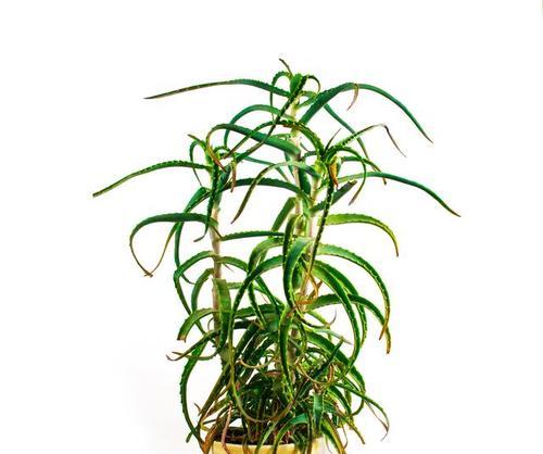 尸骨吊兰的花语代表了什么？