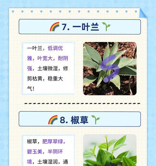 尸骨吊兰的花语代表了什么？