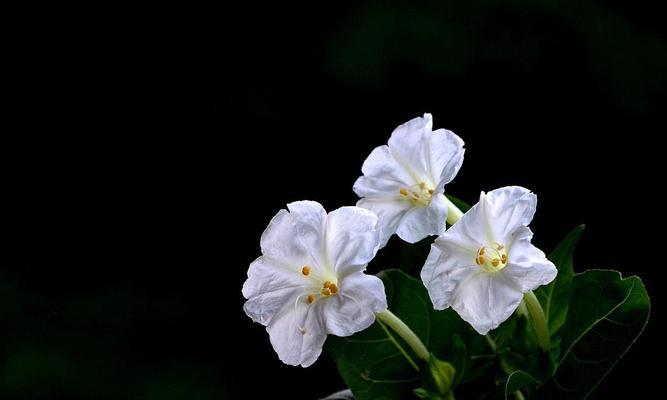黑色茉莉的花语有何深意？