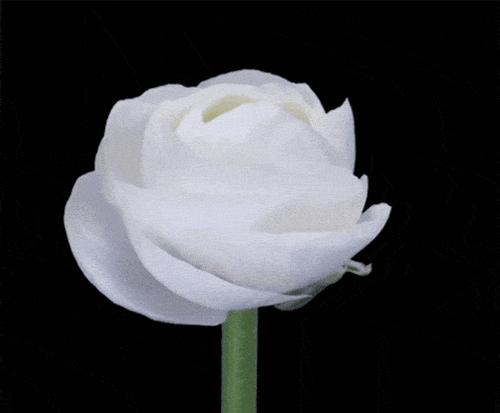 黑色茉莉的花语有何深意？