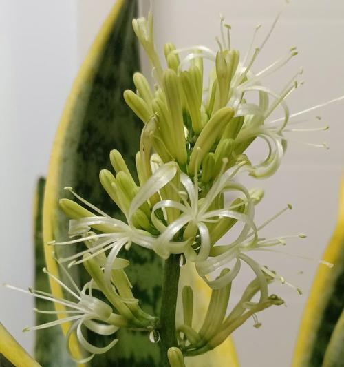 什么花的花语是会越来越好？哪种花象征着不断进步？