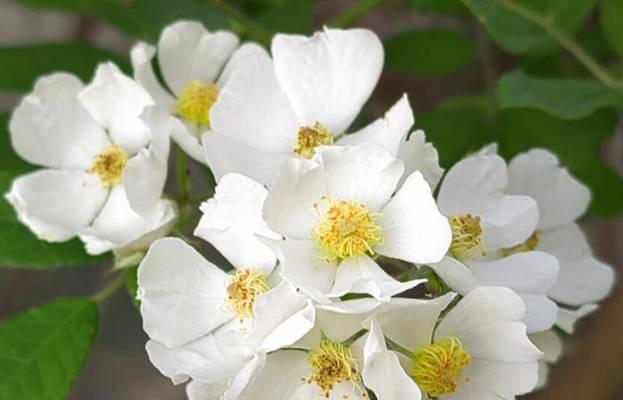野蔷薇的花语是什么？野蔷薇的日文翻译有何不同？