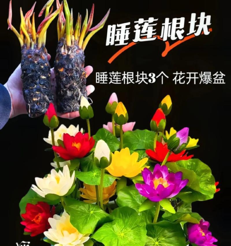 睡莲的喻意和花语有何不同？睡莲的寓意有哪些？