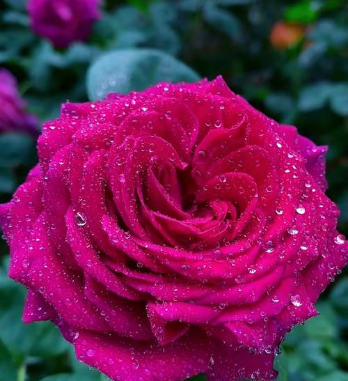 555朵花的花语代表了什么？