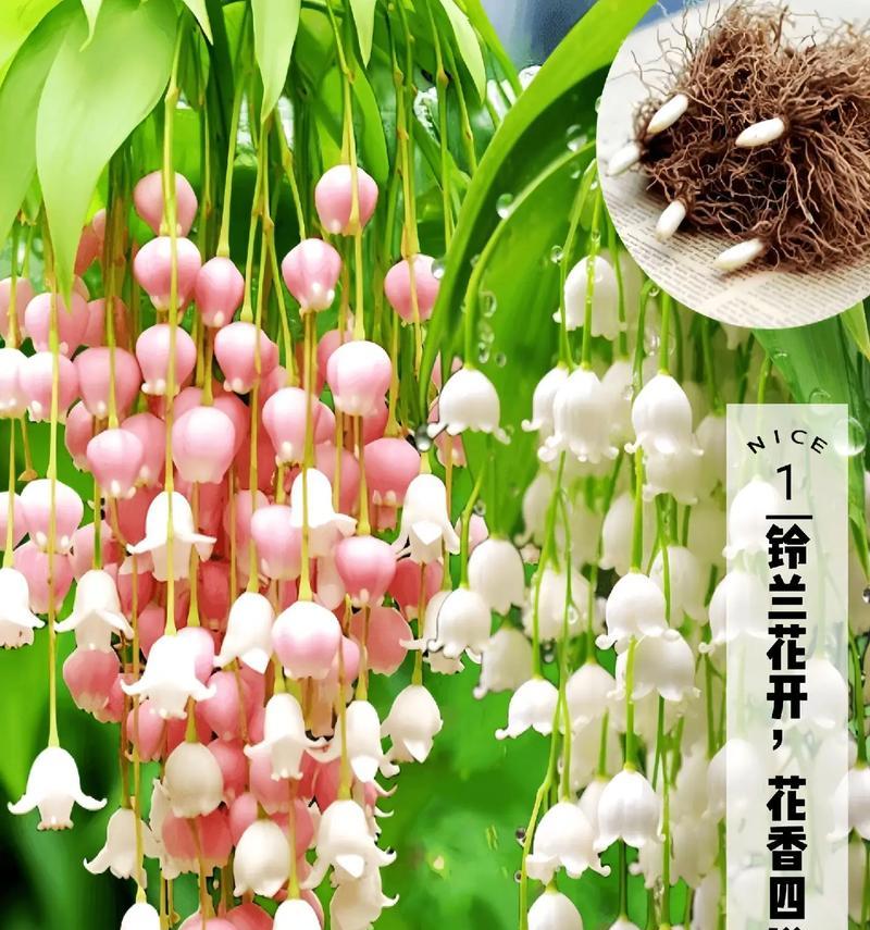 铃兰花的花语和寓意有哪些细节？