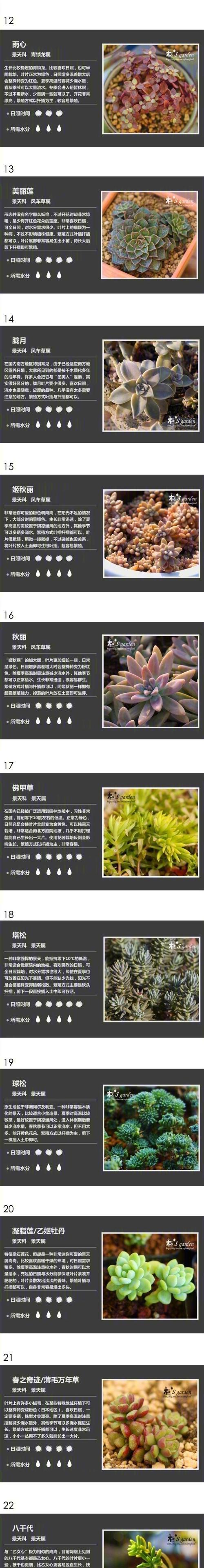 多肉植物的花语是什么？它们有何寓意？