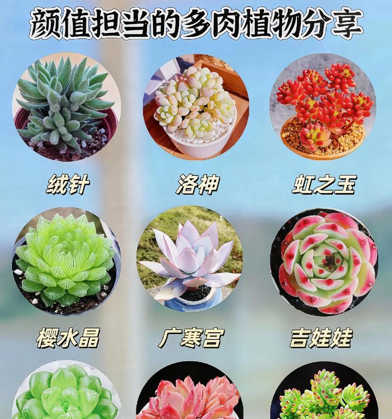 多肉植物的花语是什么？它们有何寓意？