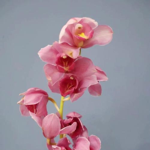 茉莉多丁花语代表什么？大蕙兰花语和象征意义是什么？