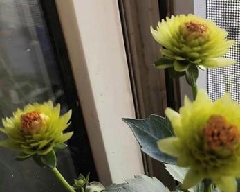 窗台上的玫瑰花寓意是什么？它传递了哪些信息？