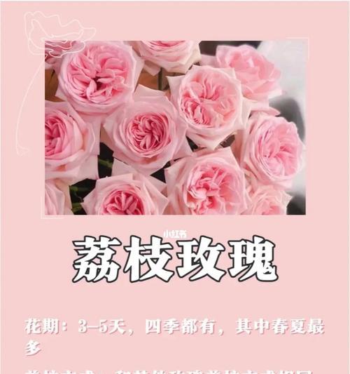 单身玫瑰的花语代表什么？