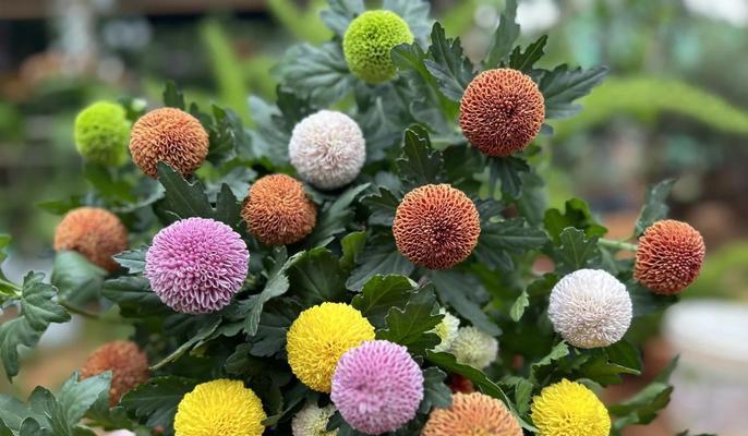 乒乓菊的花语有哪些？它代表了怎样的情感？