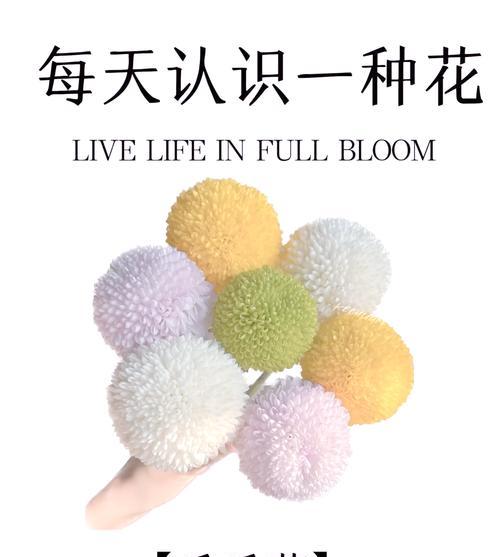 乒乓菊的花语有哪些？它代表了怎样的情感？