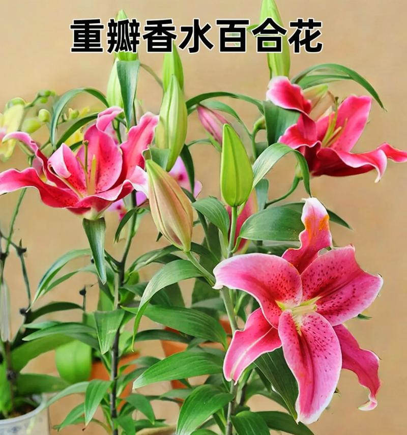 香水百合的花语是什么意思？香水百合象征着什么？