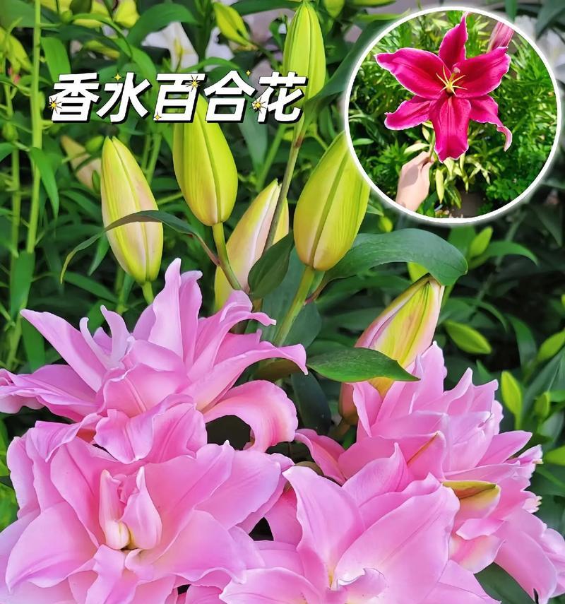 香水百合的花语是什么意思？香水百合象征着什么？