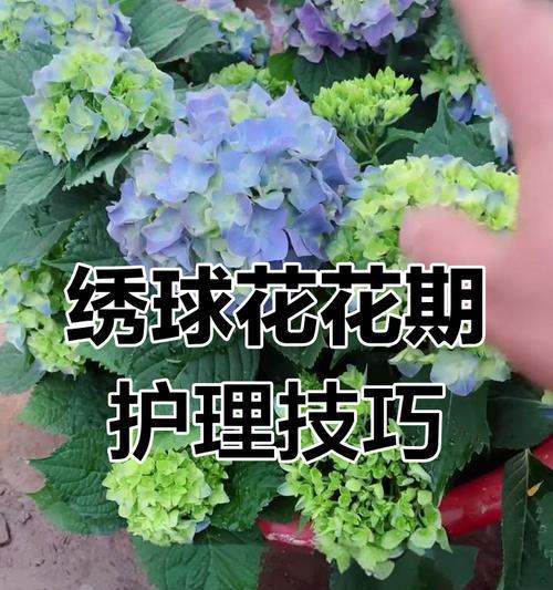 蓝绣球啐冰蓝花语代表什么？啐冰蓝花语的深层含义是什么？