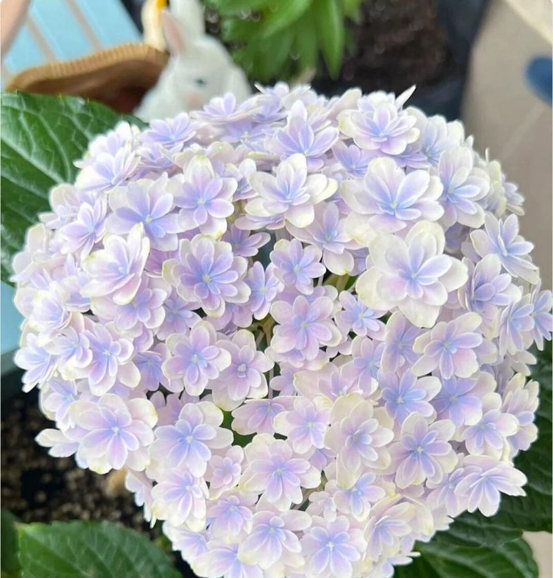 蓝绣球啐冰蓝花语代表什么？啐冰蓝花语的深层含义是什么？