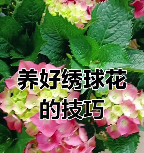 蓝绣球啐冰蓝花语代表什么？啐冰蓝花语的深层含义是什么？