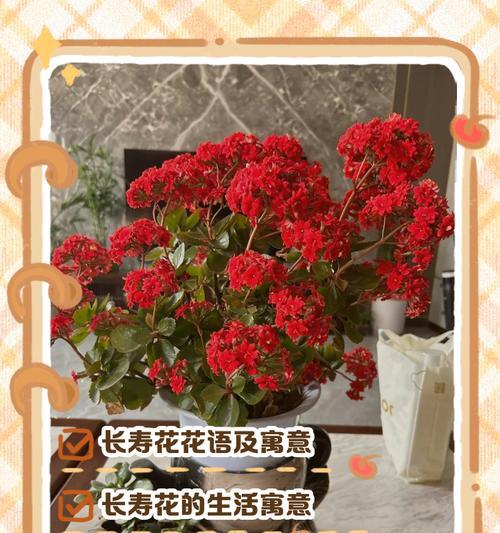 适合送给孩子们的花有哪些花语？