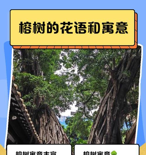 大富贵树的花语有哪些美好寓意？