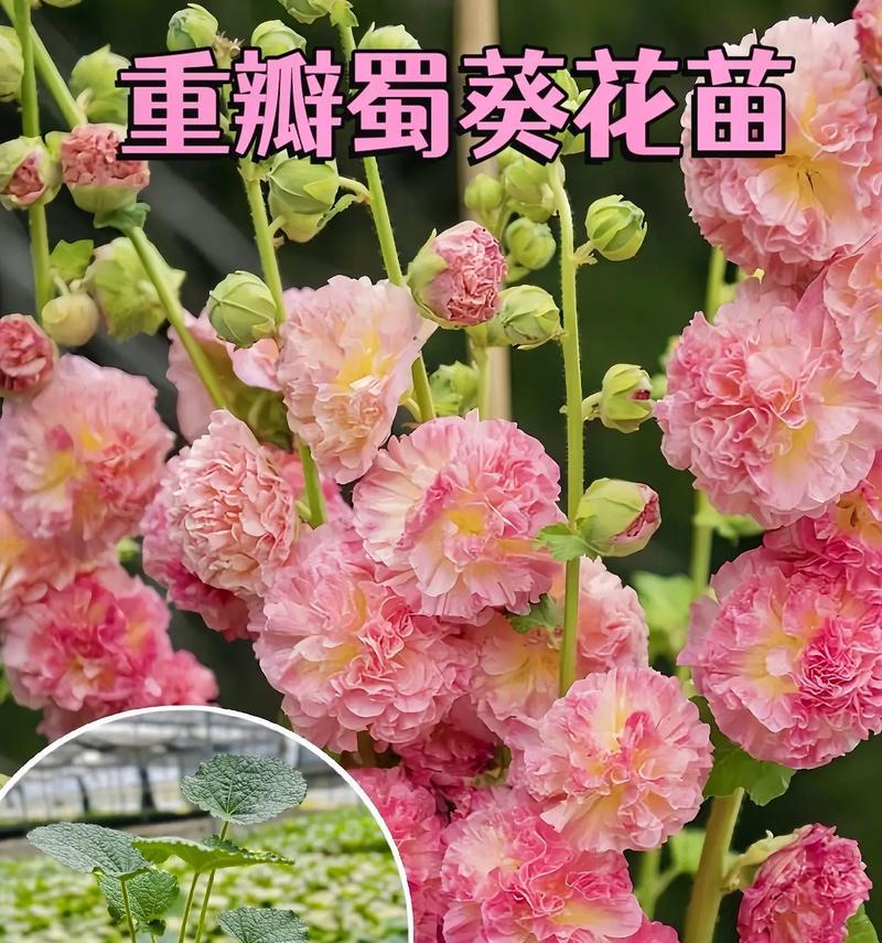 蜀葵花语有何特别之处？