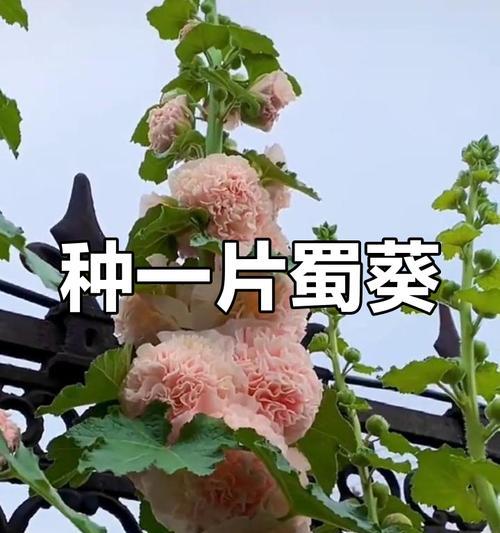 蜀葵花语有何特别之处？