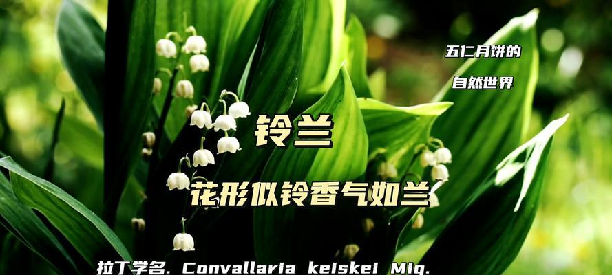女生告诉男生花语意味着什么？花语在沟通中扮演什么角色？